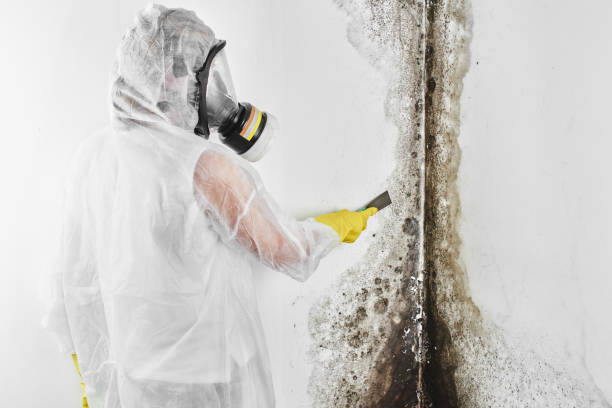 Best Post-Flood Mold Remediation in Mila Doce, TX