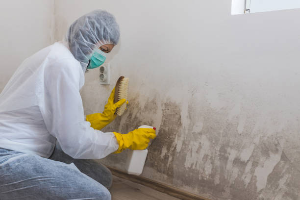 Best White Mold Remediation in Mila Doce, TX
