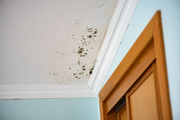 Best Basement Mold Remediation in Mila Doce, TX