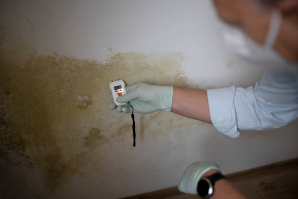 Best Industrial Mold Remediation in Mila Doce, TX