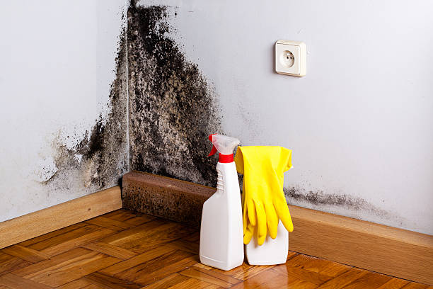 Mila Doce, TX Mold Remediation Company